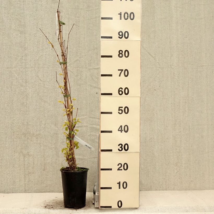 Spécimen de Vigne Amurensis - Vigne du fleuve Amour - Pot de 3L/4L tel que livré au printemps