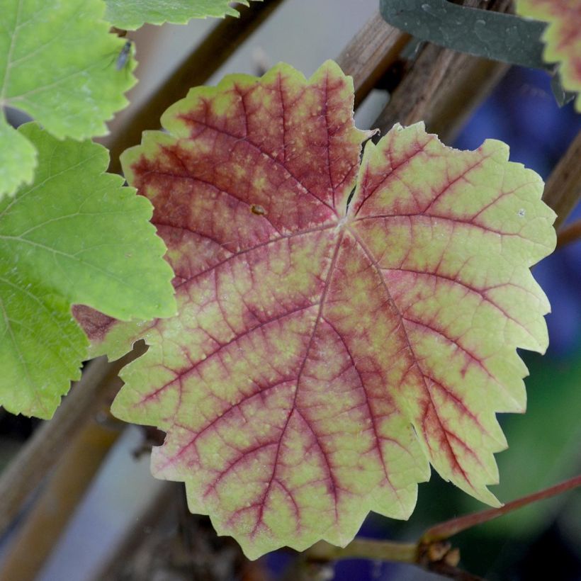 Vigne Boskoop Glory (Feuillage)