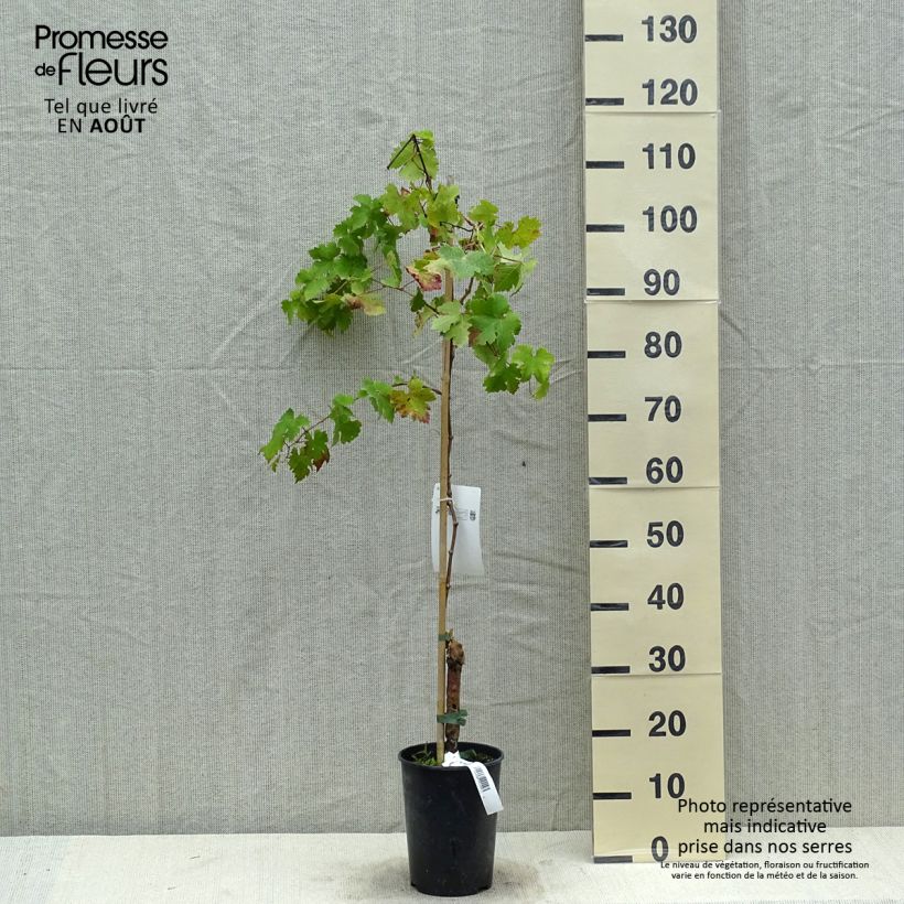 Spécimen de Vigne Cabernet Sauvignon - Vitis vinifera Pot de 1L/1,5L tel que livré en été