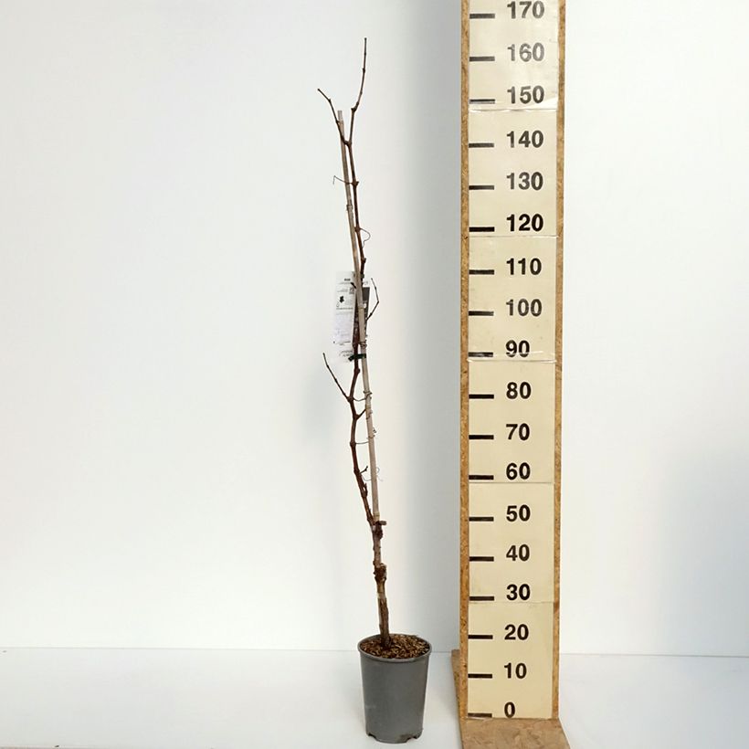 Spécimen de Vigne Centennial Seedless Pot de 2L/3L tel que livré au printemps