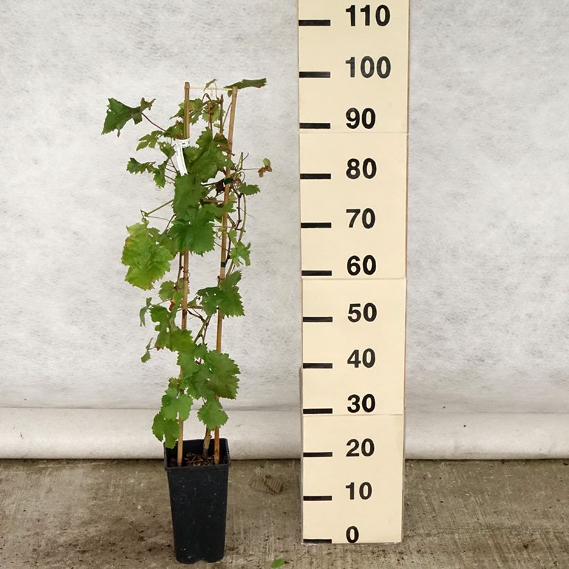 Spécimen de Vigne Chasselas Doré Pot de 2L/3L tel que livré en été