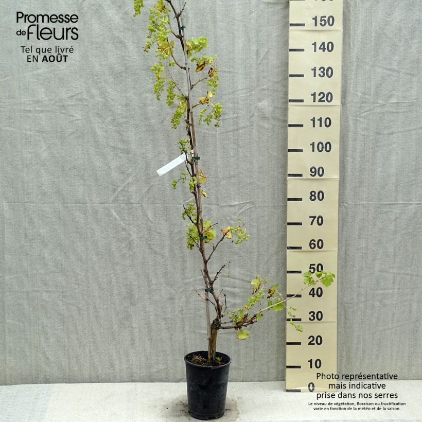 Spécimen de Vigne Chasselas Fontainebleau Pot de 2L/3L tel que livré en été