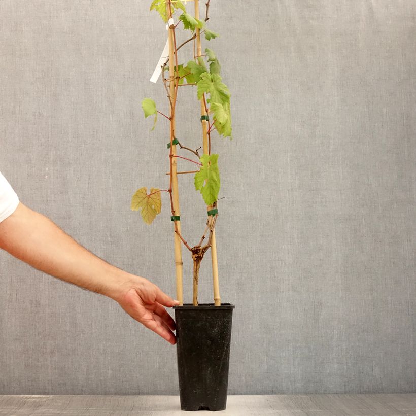 Spécimen de Vigne Chasselas Rose Pot de 2L/3L tel que livré en été