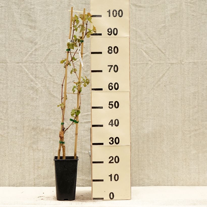 Spécimen de Vigne Chasselat Cioutat Pot de 1.5L/2L tel que livré au printemps