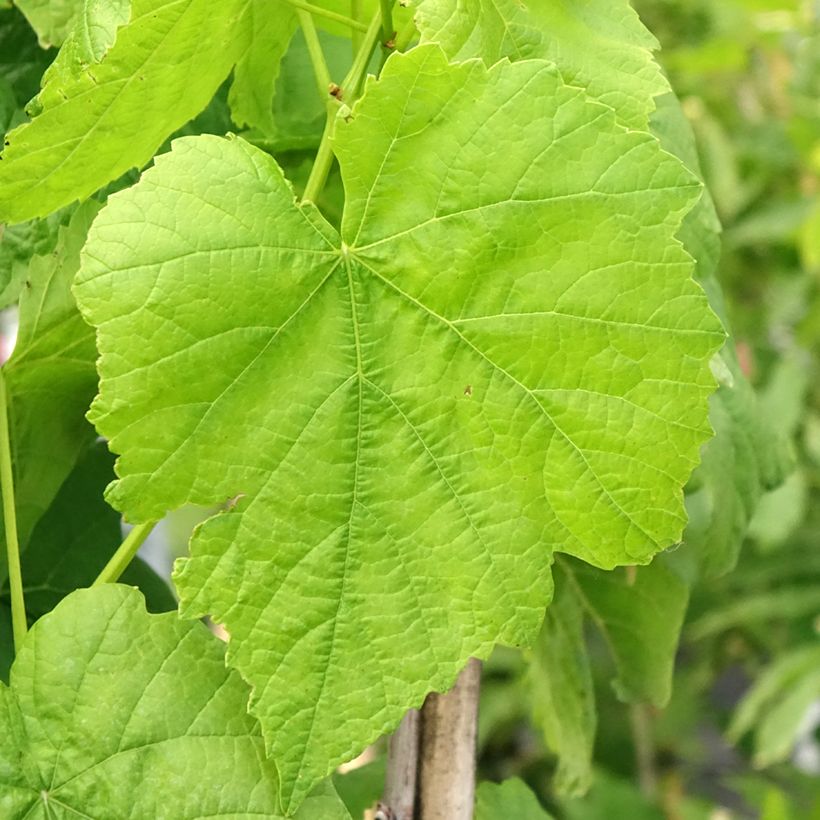 Vigne Citrina - Vitis vinifera (Feuillage)