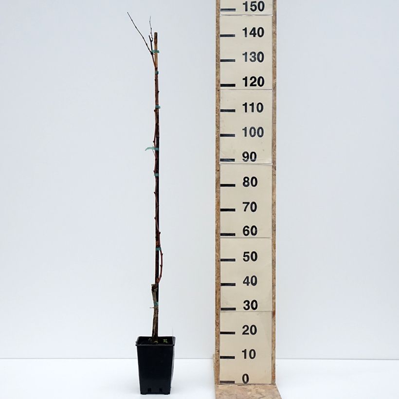 Spécimen de Vigne Citrina - Vitis vinifera Pot de 1,5L/2L tel que livré en hiver