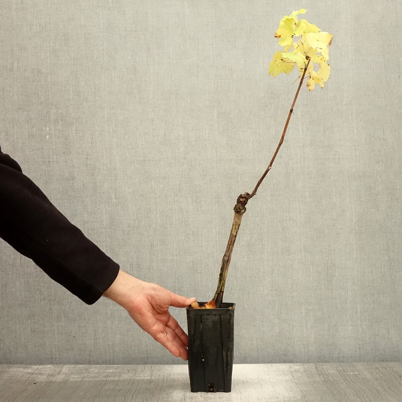 Spécimen de Vigne Cortese - Vitis vinifera Pot de 1,5L/2L tel que livré en automne