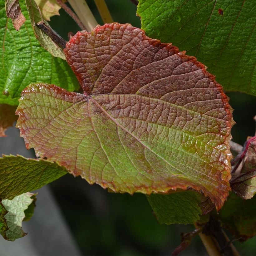 Vigne d'ornement - Vitis coignetiae (Feuillage)