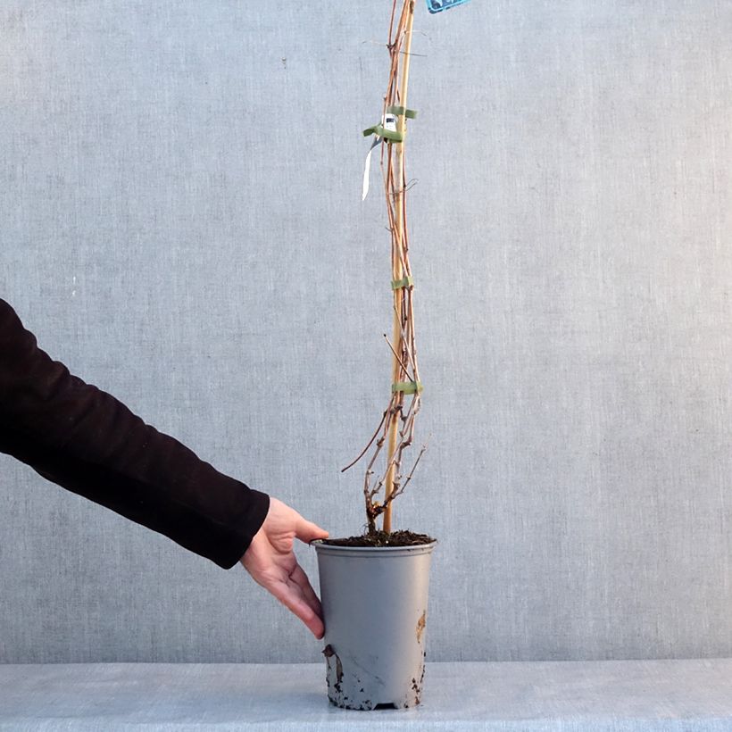 Spécimen de Vigne d'ornement - Vitis odoratissima (vulpina, riparia) Pot de 3L/4L tel que livré en hiver