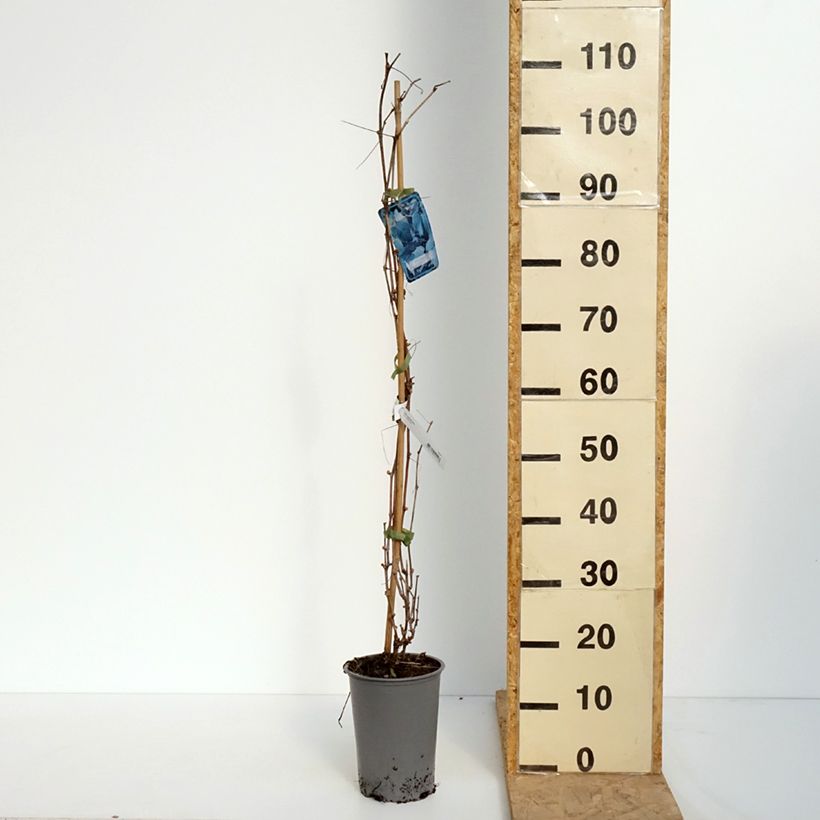 Spécimen de Vigne d'ornement - Vitis odoratissima (vulpina, riparia) - Pot de 3L/4L tel que livré au printemps