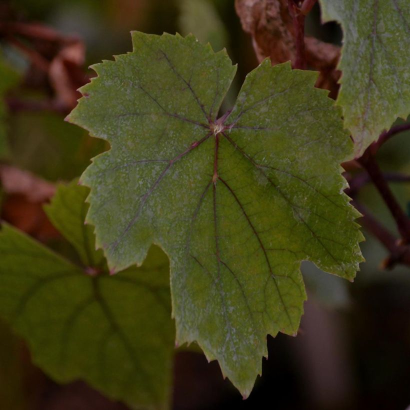 Vigne d'ornement - Vitis vinifera Purpurea (Feuillage)