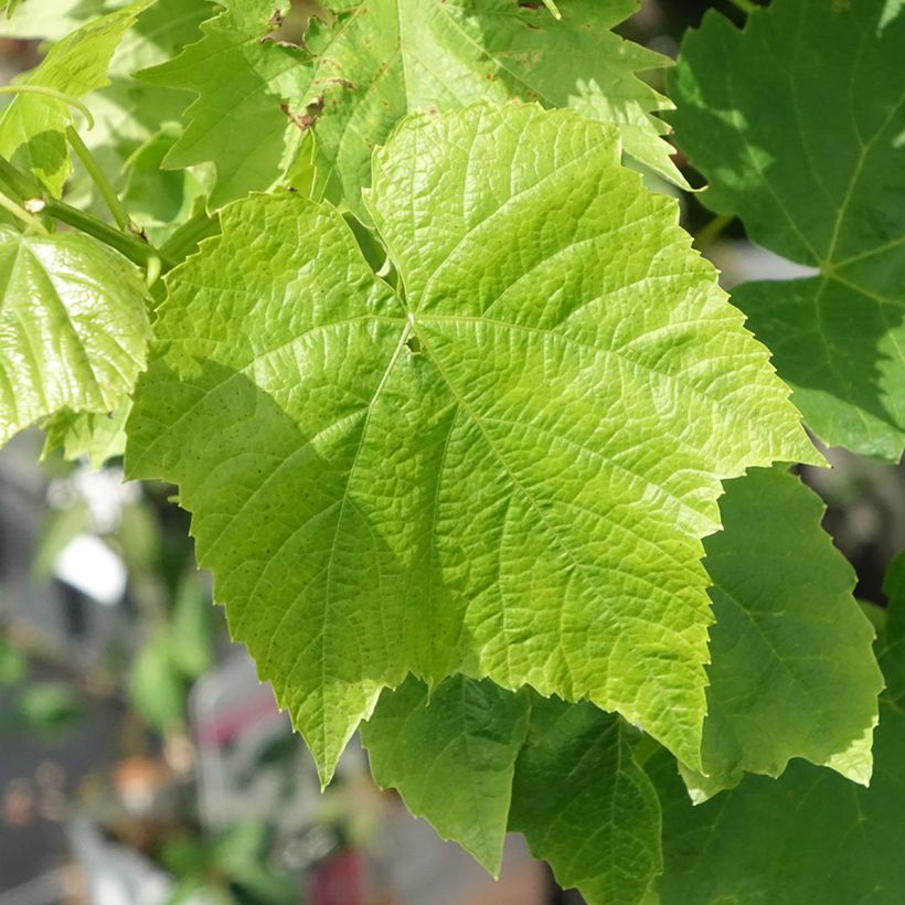 Vigne de table Ambra - Vitis hybrida (Feuillage)