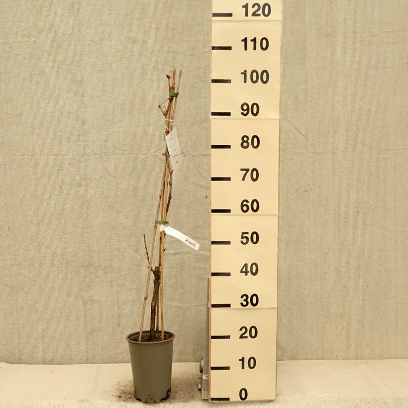 Spécimen de Vigne de table Attika - Vitis vinifera - Pot de 2L/3L tel que livré au printemps