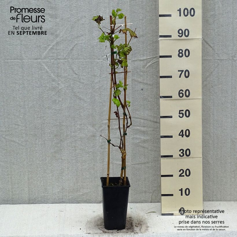Spécimen de Vigne de table Autumn Royal - Variété rouge apyrène Pot de 2L/3L tel que livré en automne