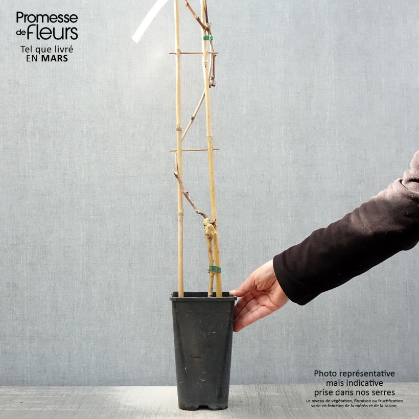 Spécimen de Vigne de table Autumn Royal - Variété rouge apyrène Pot de 2L tel que livré au printemps