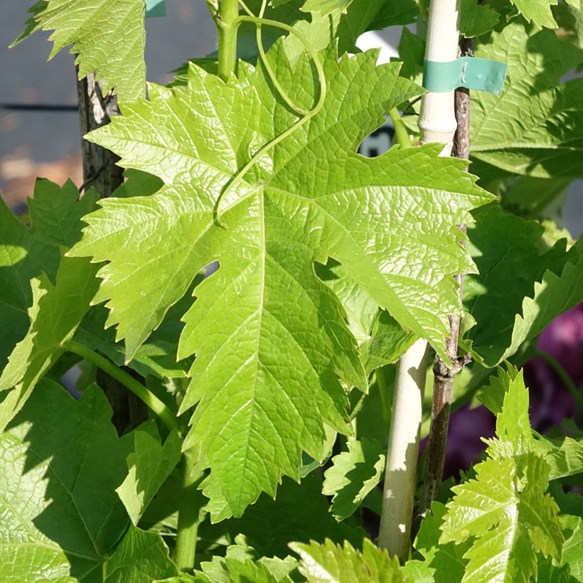 Vigne de table Corniola - Vitis vinifera (Feuillage)