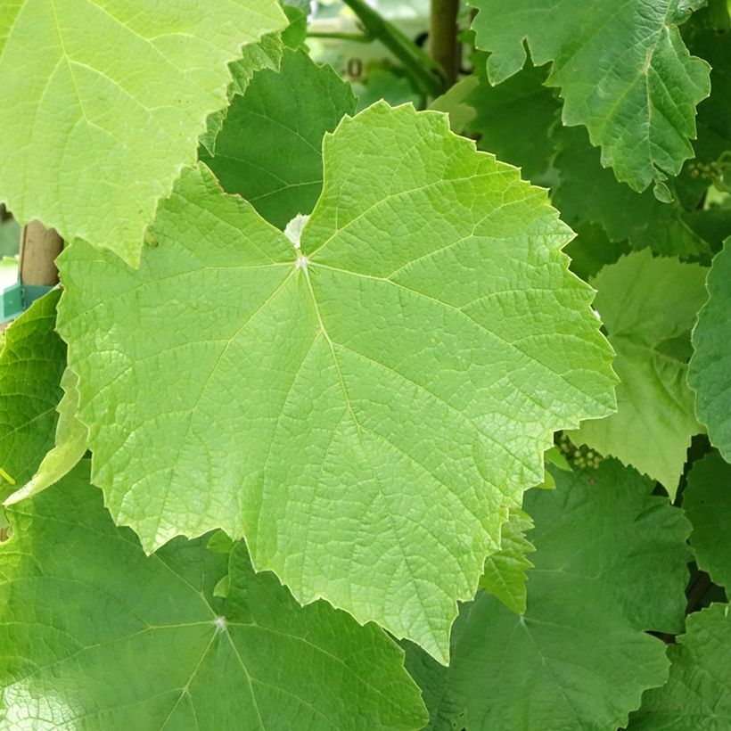Vigne de table Francese Bianca, Blanche de France - Vitis (Feuillage)