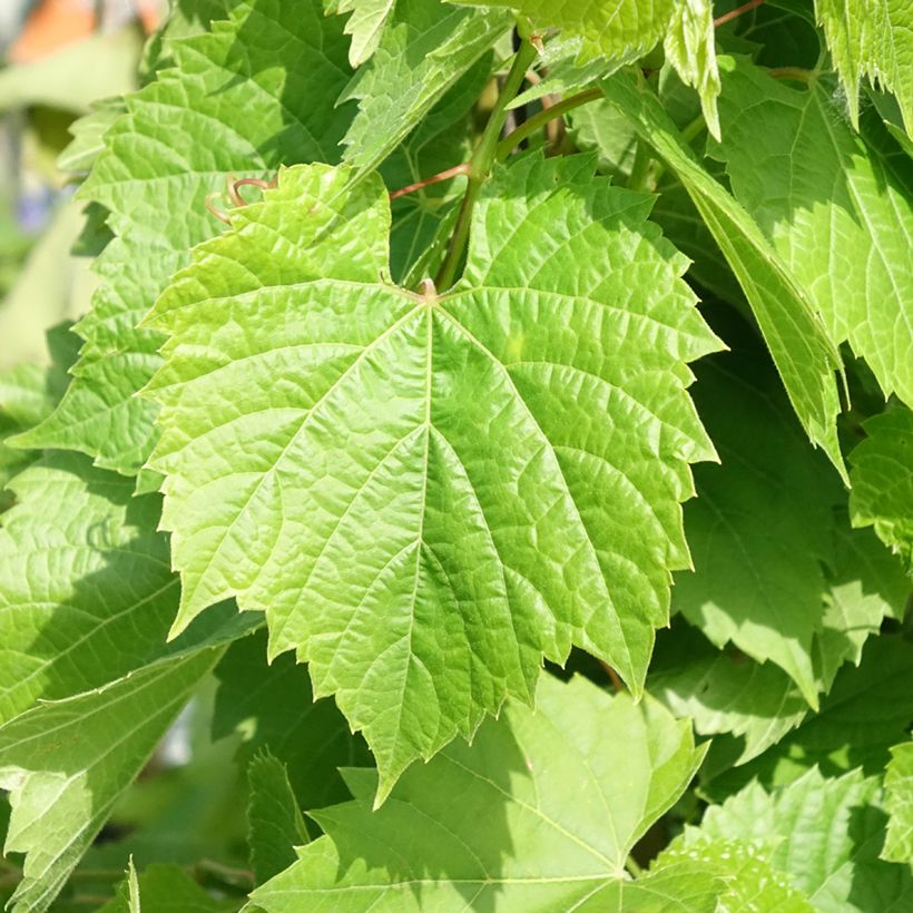 Vigne de table Francese Nera, Noire de France - Vitis x hybrida (Feuillage)