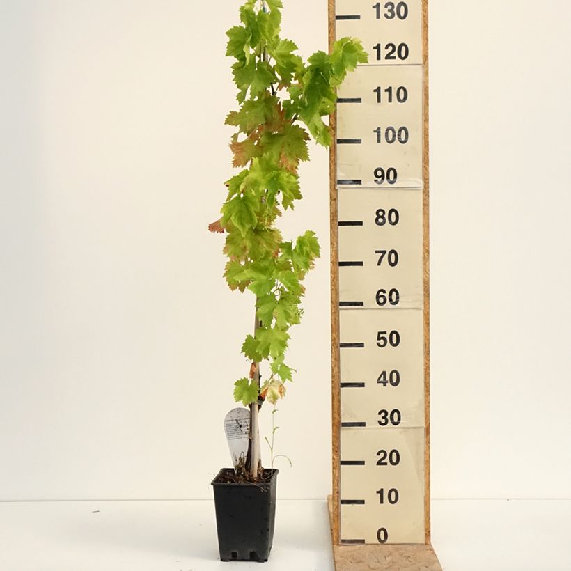 Spécimen de Vigne de table Leopoldo - Vitis vinifera Pot de 1,5L/2L tel que livré en été