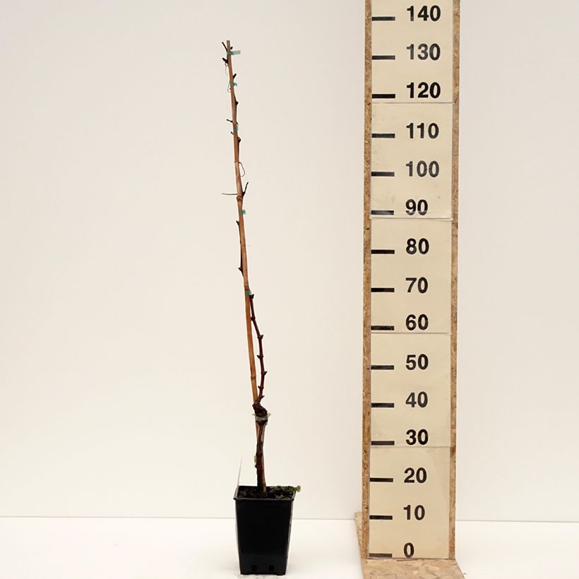 Spécimen de Vigne de table Leopoldo - Vitis vinifera - Pot de 1,5L/2L tel que livré en hiver