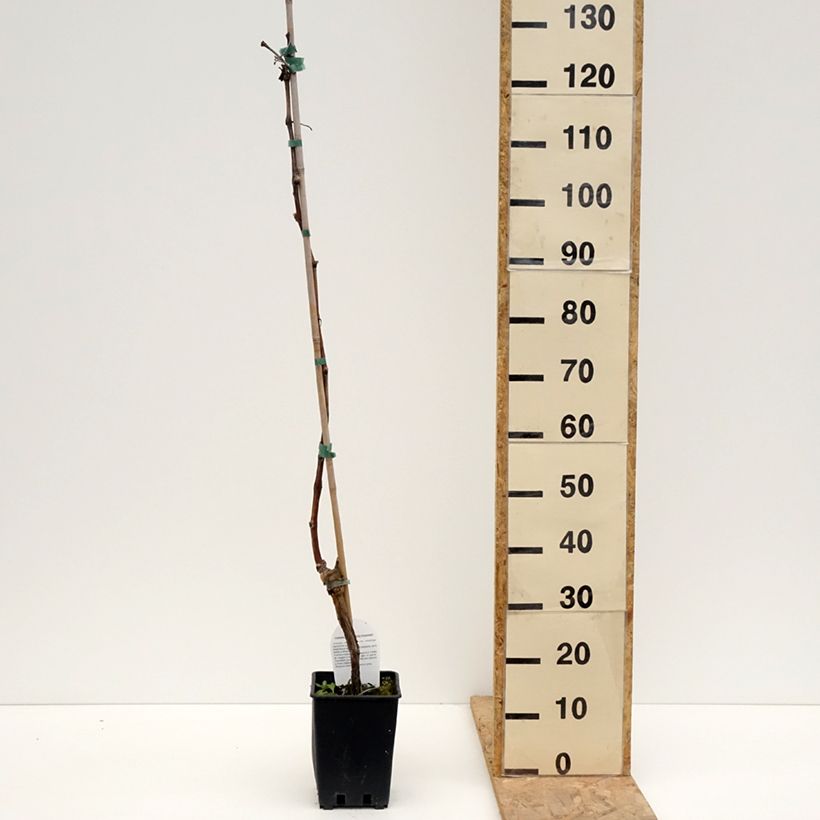 Spécimen de Vigne de table Leopoldo - Vitis vinifera - Pot de 1,5L/2L tel que livré au printemps