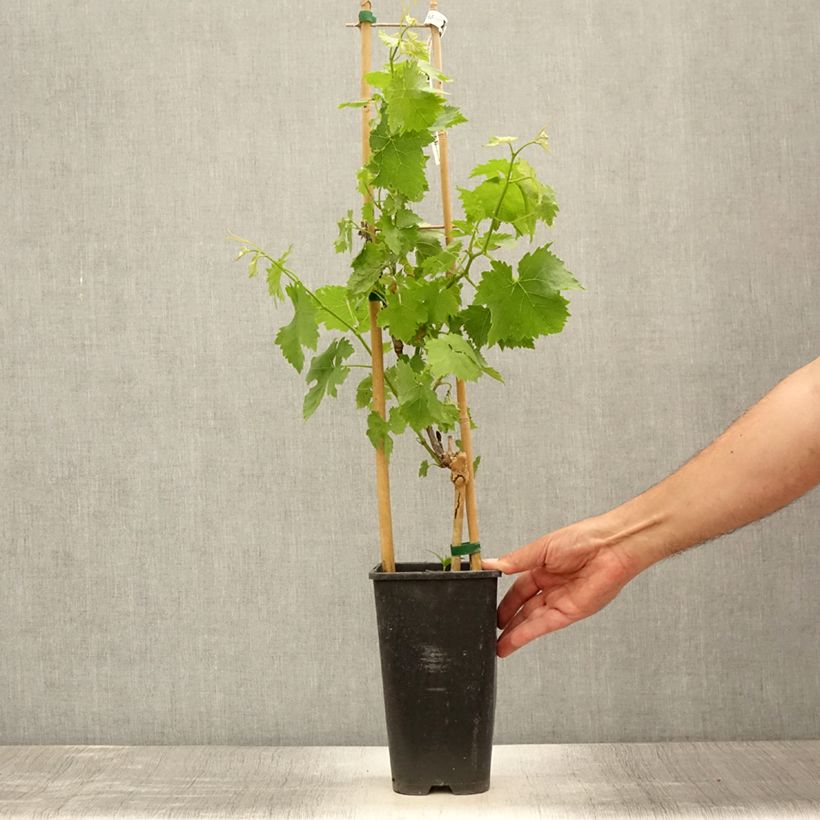 Spécimen de Vigne de table Lilla - Vitis vinifera  Pot de 3L/4L tel que livré en été