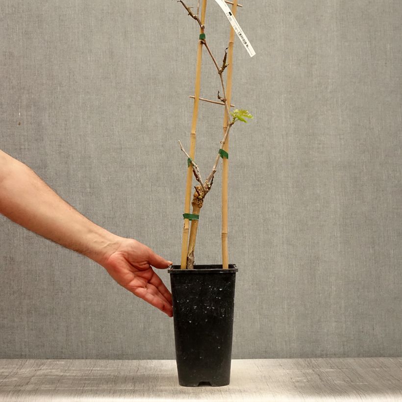 Spécimen de Vigne de table Lilla - Vitis vinifera  Pot de 3L/4LHauteur livrée env. 60/70cm tel que livré au printemps