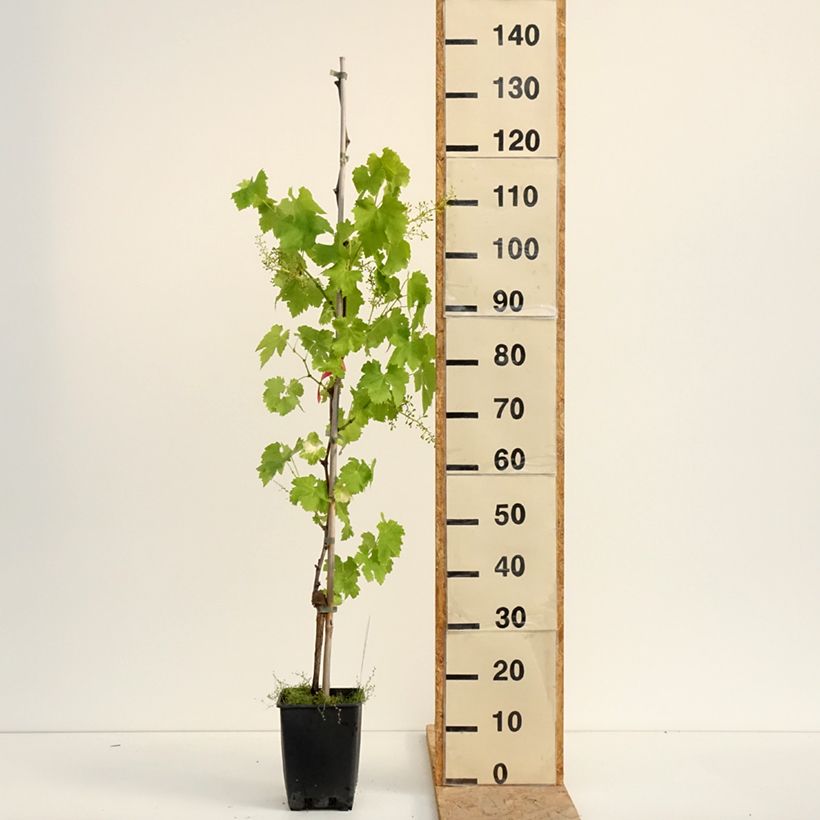 Spécimen de Vigne de table Luglienga - Vitis vinifera Pot de 1,5L/2L tel que livré en été