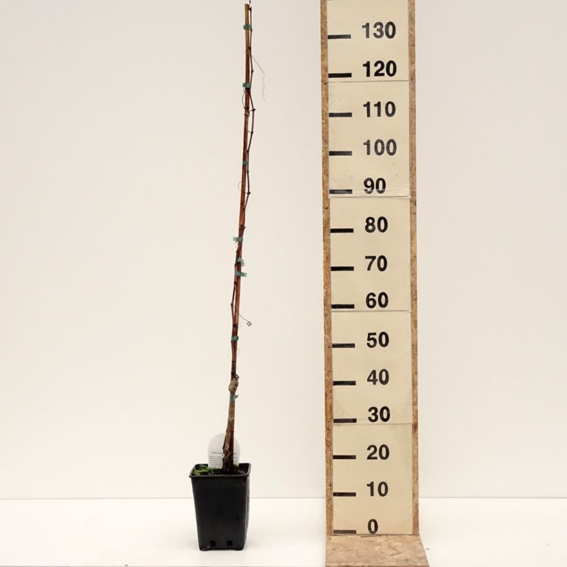 Spécimen de Vigne de table Luglienga - Vitis vinifera Pot de 1,5L/2L tel que livré en hiver