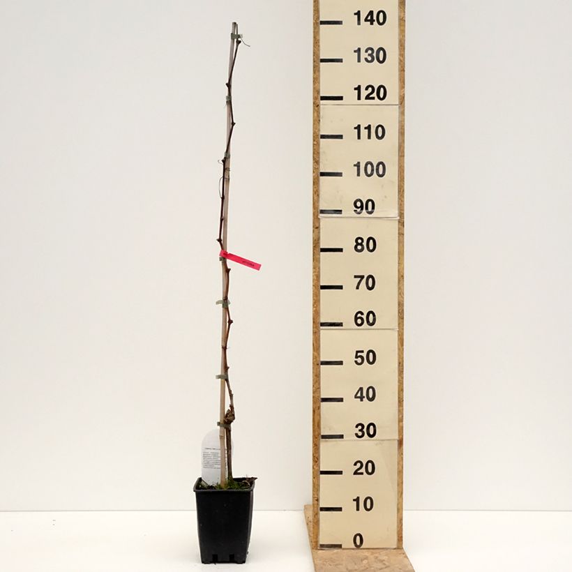 Spécimen de Vigne de table Luglienga - Vitis vinifera - Pot de 1,5L/2L tel que livré au printemps