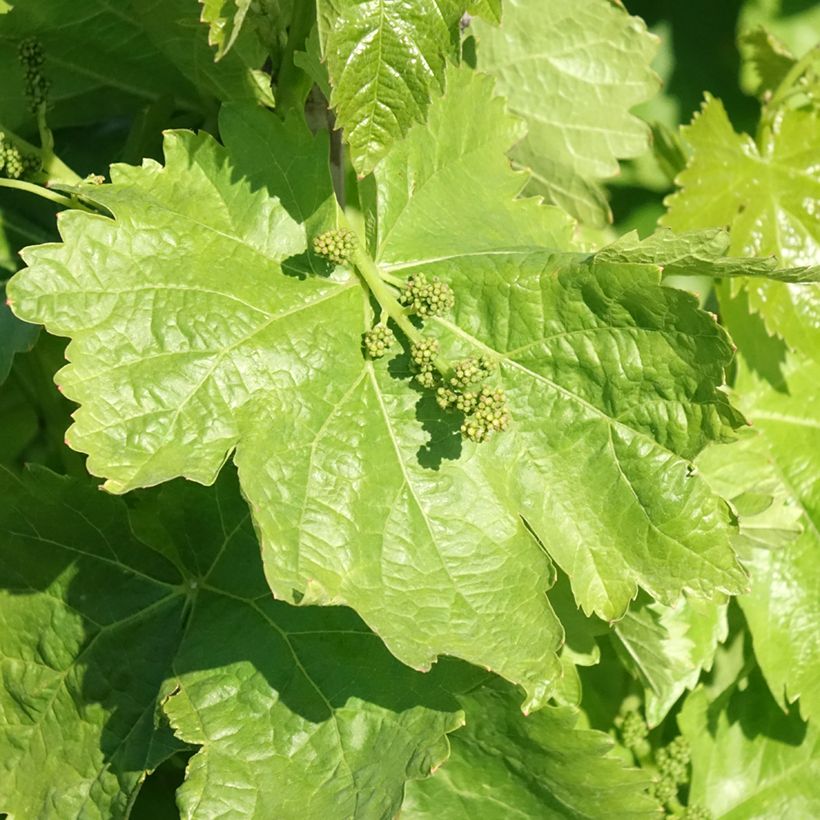 Vigne de table Michele Palieri - Vitis vinifera (Feuillage)
