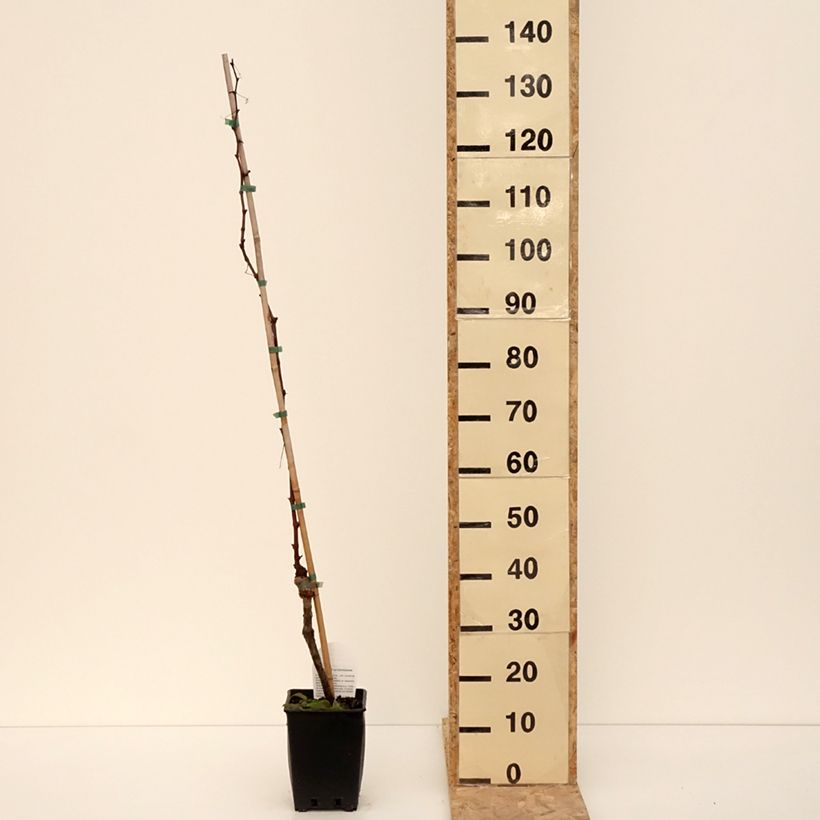 Spécimen de Vigne de table Michele Palieri - Vitis vinifera Pot de 1,5L/2L tel que livré en hiver