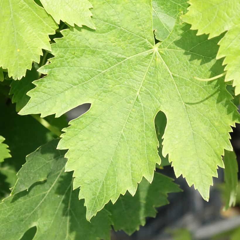 Vigne de table Moscato Giallo - Vitis vinifera (Feuillage)