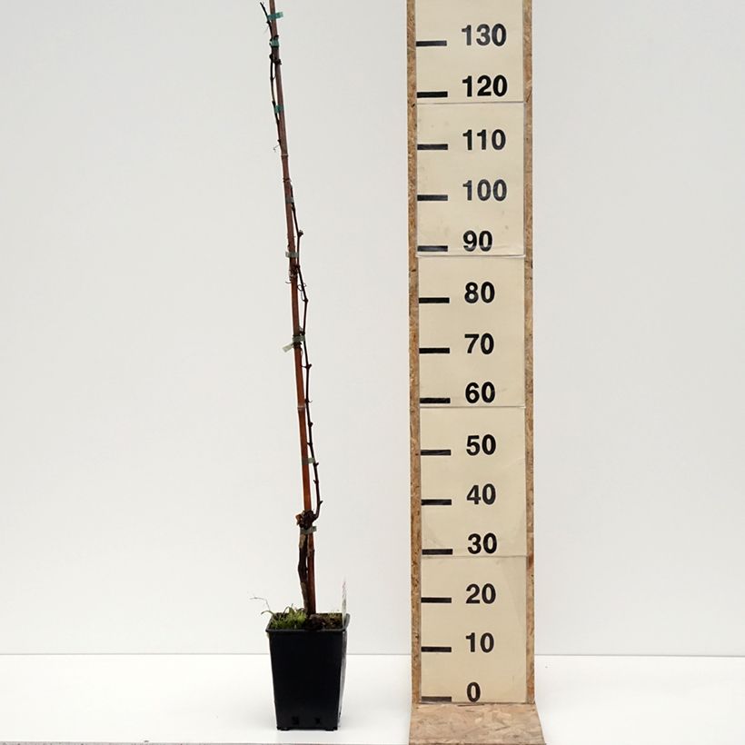 Spécimen de Vigne de table Moscato Giallo - Vitis vinifera Pot de 1,5L/2L tel que livré en hiver