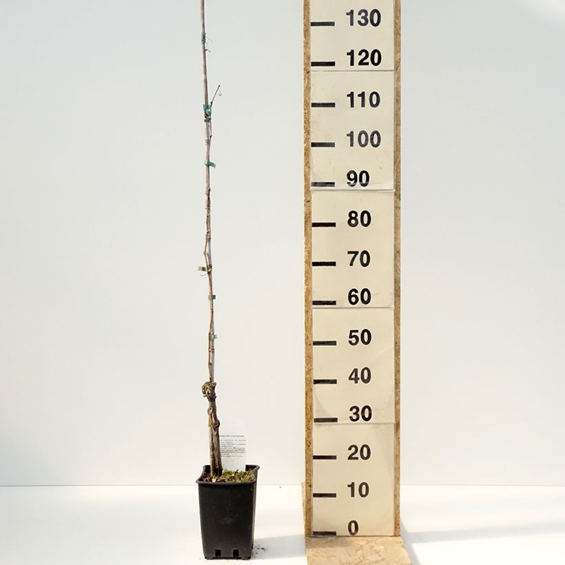 Spécimen de Vigne de table Moscato Giallo - Vitis vinifera - Pot de 1,5L/2L tel que livré au printemps