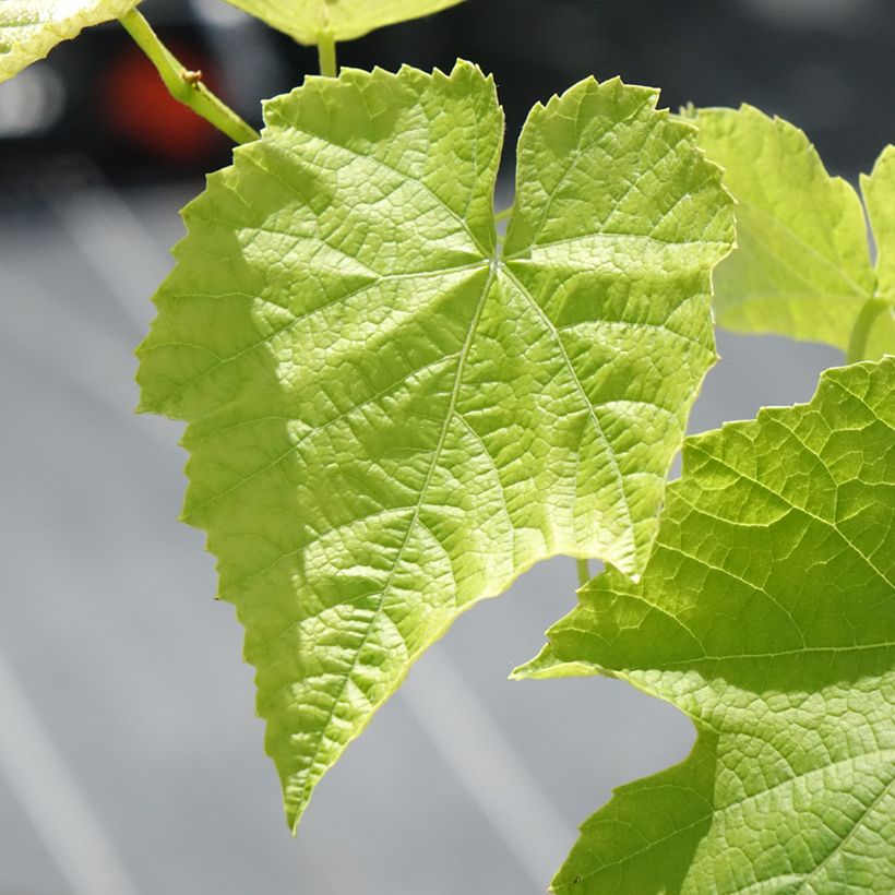 Vigne de table Opalina - Vitis hybrida (Feuillage)