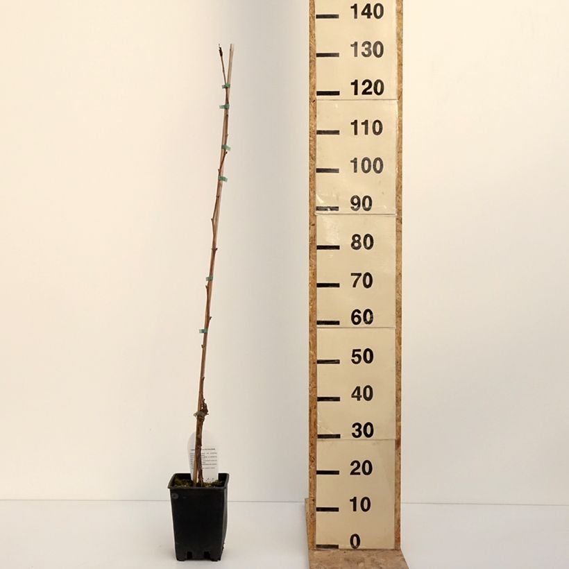 Spécimen de Vigne de table Opalina - Vitis hybrida Pot de 3L/4L tel que livré en hiver