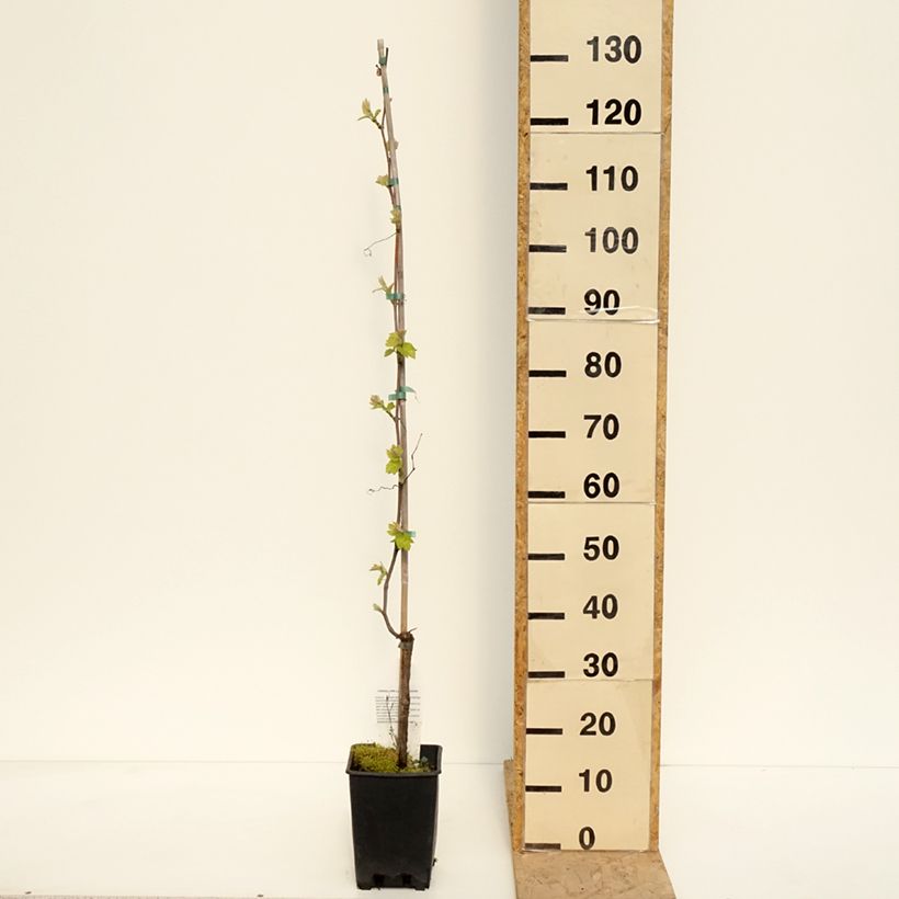 Spécimen de Vigne de table Opalina - Vitis hybrida - Pot de 3L/4L tel que livré au printemps
