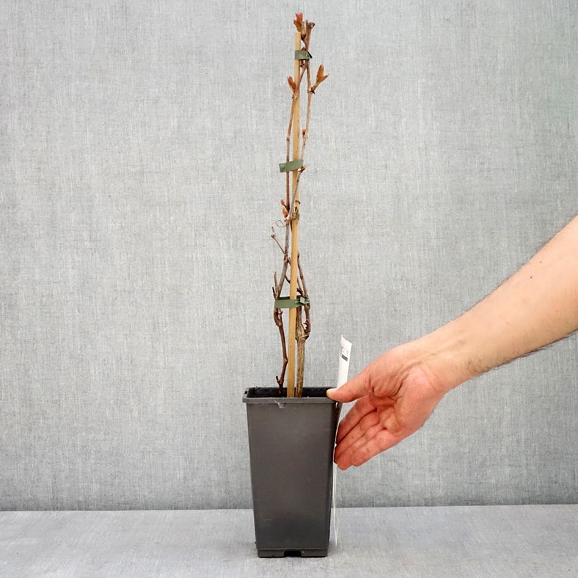 Spécimen de Vigne de table Picurka - Vitis vinifera Pot de 1.5L/2L tel que livré au printemps