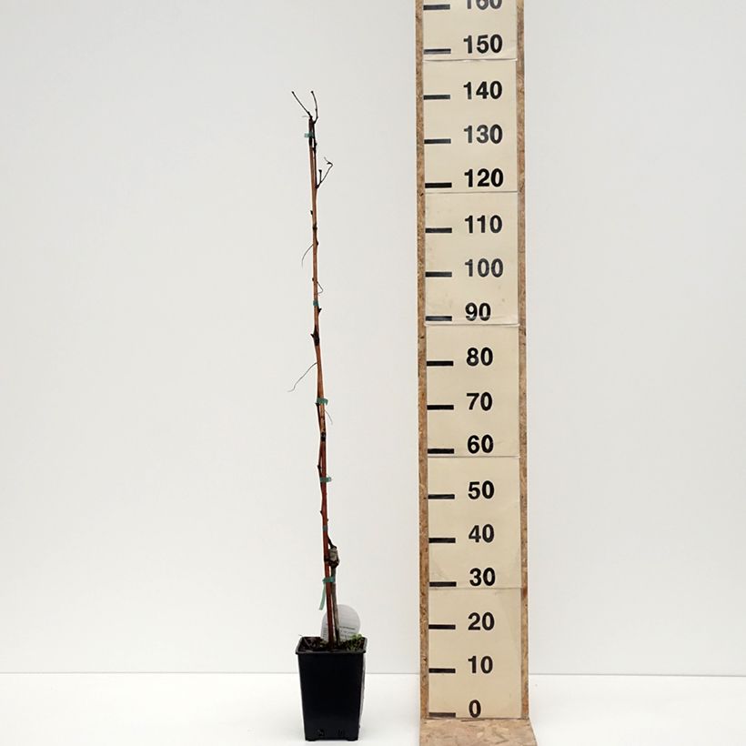 Spécimen de Vigne de table Pizzutello Bianco, Cornichon blanc - Vitis vinifera Pot de 1,5L/2L tel que livré en hiver
