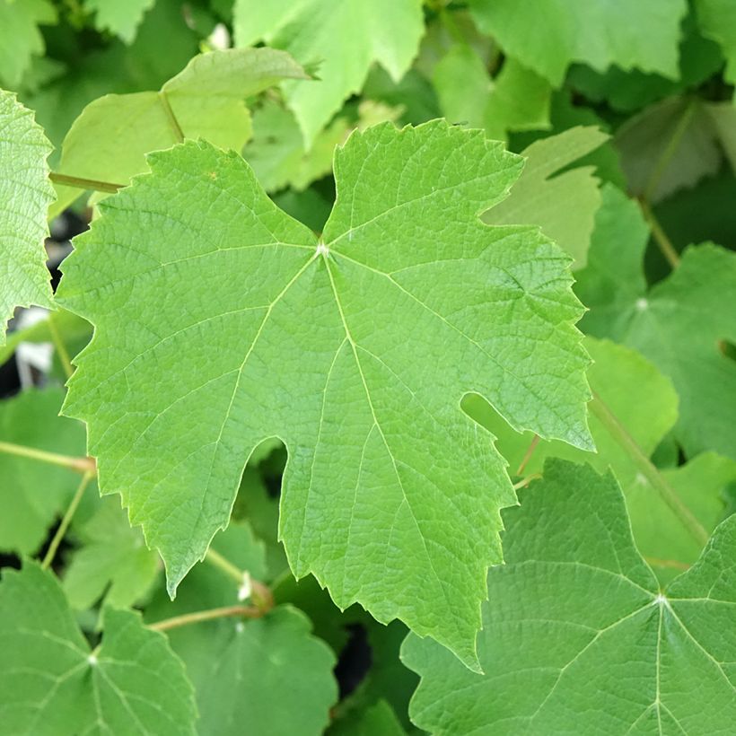 Vigne de table Pizzutello Nero - Vitis vinifera (Feuillage)