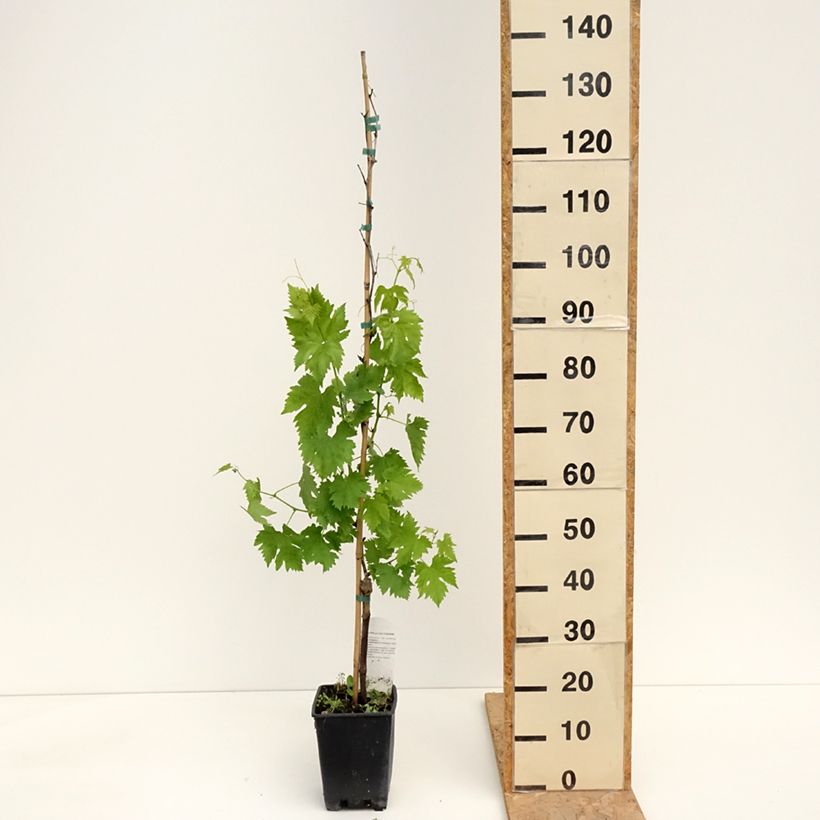 Spécimen de Vigne de table Pizzutello Nero - Vitis vinifera Pot de 1,5L/2L tel que livré au printemps