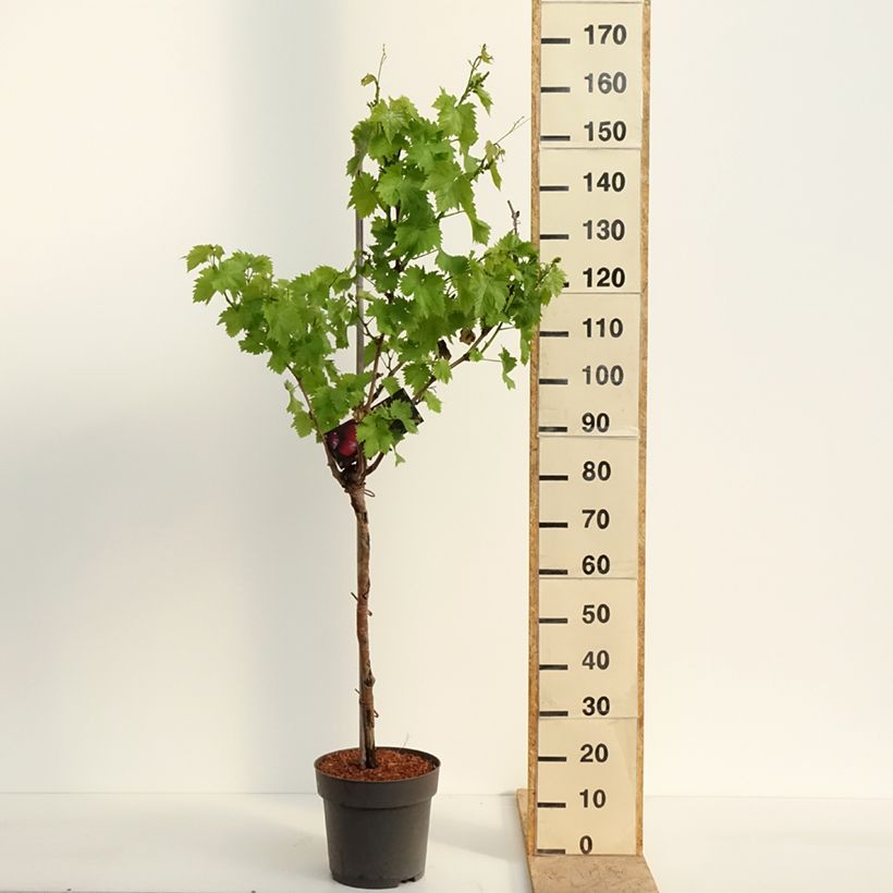 Spécimen de Vigne de table Rhea - Vitis vinifera Pot de 7,5L/10L, Tige de 70 cm tel que livré au printemps