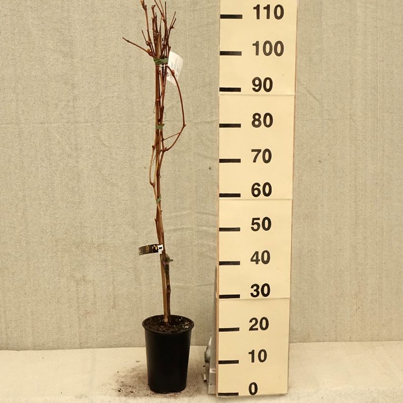 Spécimen de Vigne de table Vanessa - Vitis vinifera - Pot de 2L/3L tel que livré au printemps