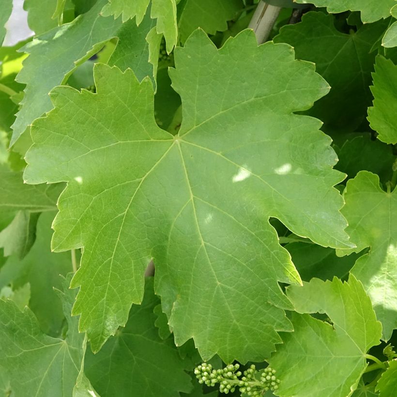 Vigne de table Vittoria, Victoria - Vitis vinifera (Feuillage)