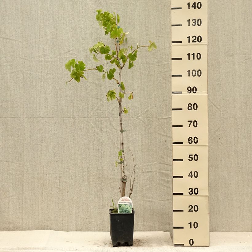 Spécimen de Vigne Delizia di Vaprio Pot de 3L/4L tel que livré en été