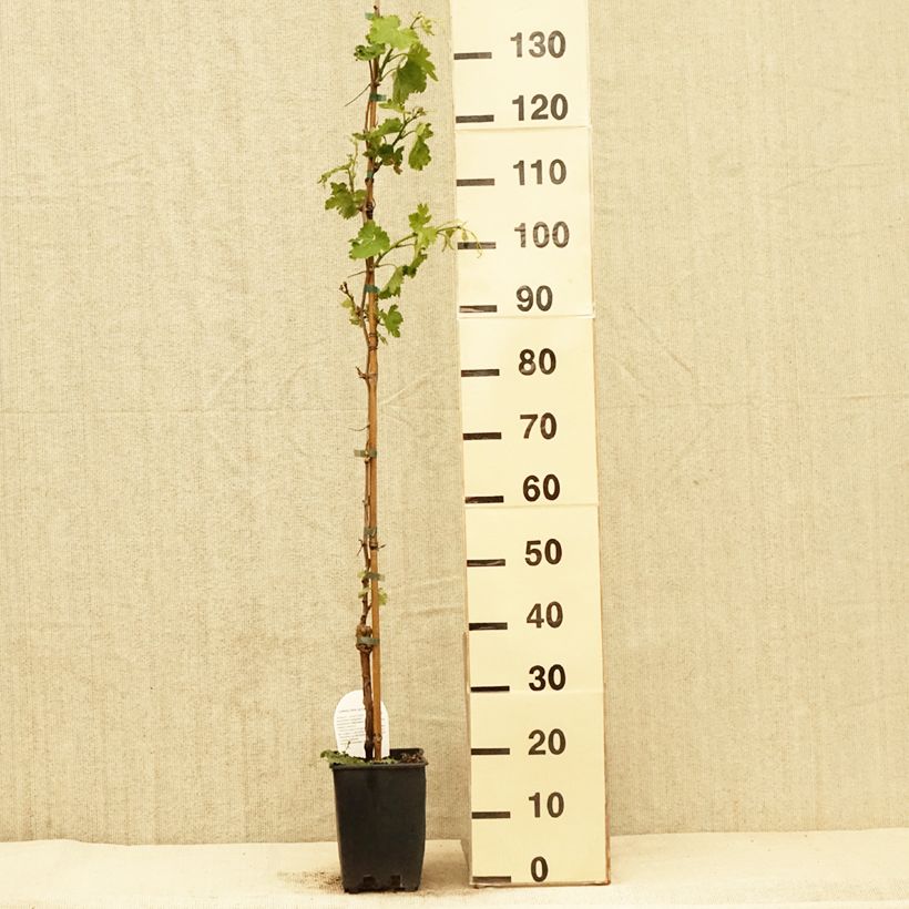 Spécimen de Vigne Delizia di Vaprio Pot de 3L./4L. tel que livré au printemps