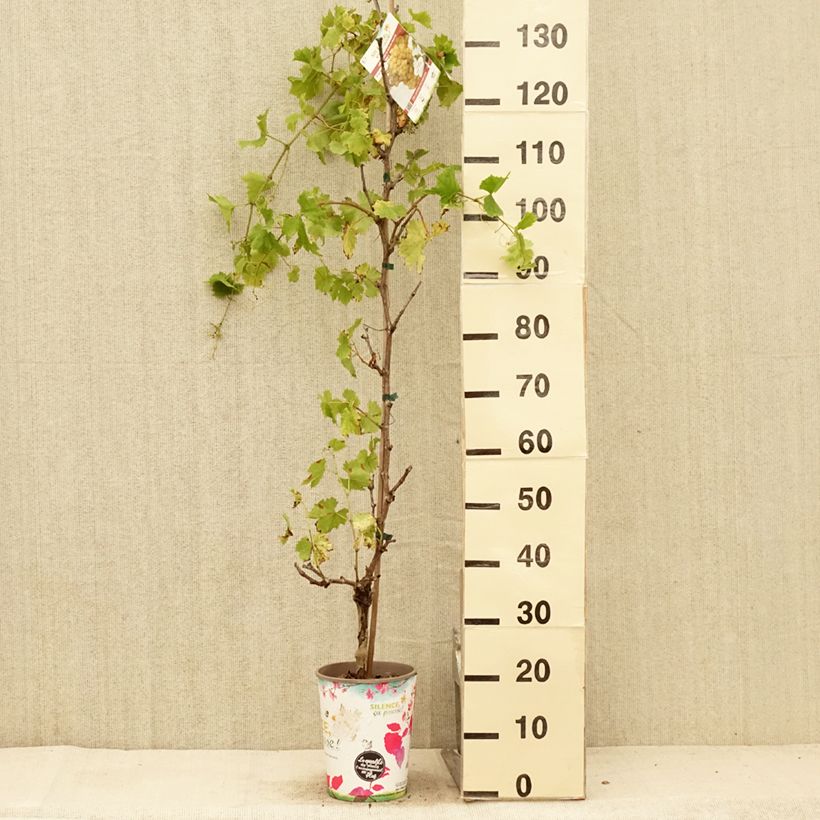 Spécimen de Vigne Evita Pot de 4L/5L tel que livré en été