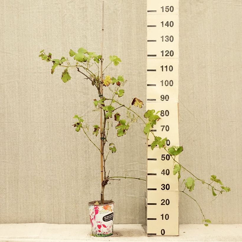 Spécimen de Vigne Fanny Pot de 4L/5L tel que livré en été