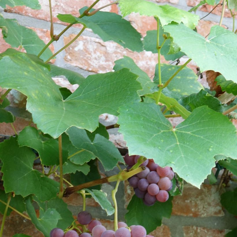 Vigne Fragola Nera - Raisin fraise (Feuillage)